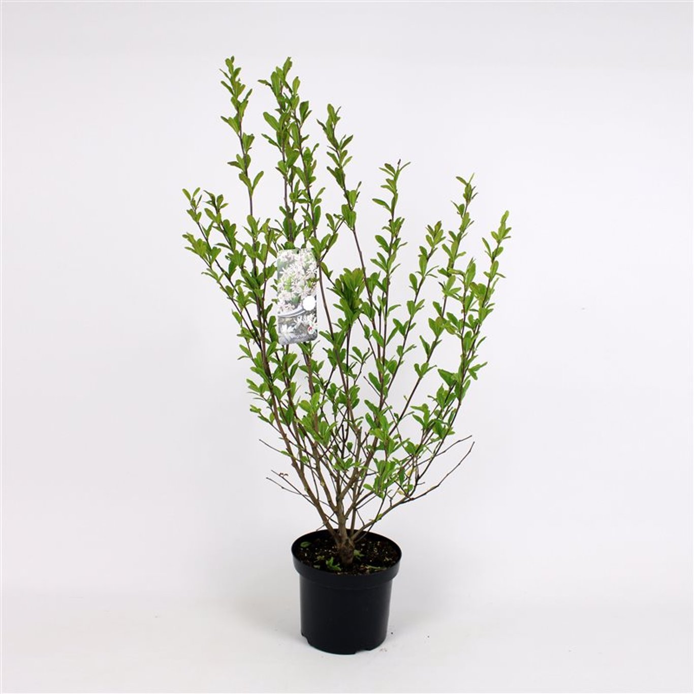 Magnolia stellata - C7,5